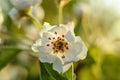 Blooming apple tree close-up in macro background