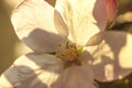 Blooming apple tree close-up in macro background