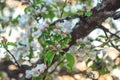 Blooming apple tree