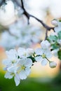 Blooming apple tree Royalty Free Stock Photo