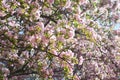 Blooming apple tree. Delicate pink blossom in spring Royalty Free Stock Photo