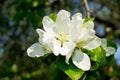 Blooming apple tree