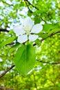 Blooming apple tree