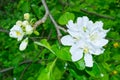 Blooming apple tree