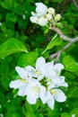 Blooming apple tree