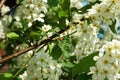 Blooming apple tree in early springtime Royalty Free Stock Photo