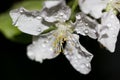 Blooming apple tree flower in drops of water Royalty Free Stock Photo