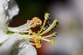 Blooming apple tree flower in drops of water Royalty Free Stock Photo