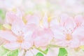 Blooming apple tree flowers, dreamy sunny background. Soft focus. Greeting gift card template. Pastel pink toned image.Spring