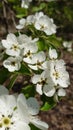 Blooming apple tree flowers in the spring close up Royalty Free Stock Photo