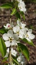 Blooming apple tree flowers in the spring close up Royalty Free Stock Photo