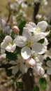 Blooming apple tree flowers in the spring close up Royalty Free Stock Photo