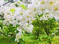 Blooming apple tree flowers in spring garden as beautiful nature landscape, plantation and agriculture