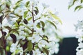 Blooming apple tree in the garden