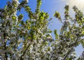 Blooming apple tree Royalty Free Stock Photo
