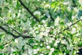 Blooming apple tree in the garden