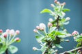 Blooming apple tree in the garden