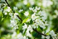 Blooming apple tree in the garden