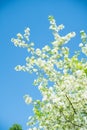 Blooming apple tree in the garden