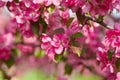 Blooming apple tree in the garden