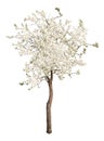 White color isolated blooming apple tree Royalty Free Stock Photo