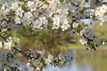 Blooming Apple Tree by the Lake Royalty Free Stock Photo