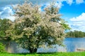 A blooming apple tree at lakeside