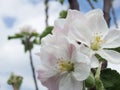 Blooming apple tree. Macro view white flowers. Spring nature landscape. Soft background. Apple trees flowers Royalty Free Stock Photo