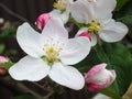 Blooming apple tree. Macro view white flowers. Spring nature landscape. Soft background. Apple trees flowers Royalty Free Stock Photo