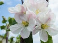 Blooming apple tree. Macro view white flowers. Spring nature landscape. Soft background. Apple trees flowers Royalty Free Stock Photo