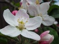 Blooming apple tree. Macro view white flowers. Spring nature landscape. Soft background. Apple trees flowers Royalty Free Stock Photo