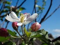 Blooming apple tree. Macro view white flowers. Spring nature landscape. Soft background. Apple trees flowers Royalty Free Stock Photo