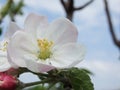 Blooming apple tree. Macro view white flowers. Spring nature landscape. Soft background. Apple trees flowers Royalty Free Stock Photo