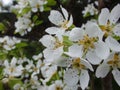 Blooming apple tree. Macro view white flowers. Spring nature landscape. Soft background. Apple trees flowers Royalty Free Stock Photo