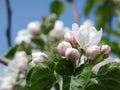 Blooming apple tree. Macro view white flowers. Spring nature landscape. Soft background. Apple trees flowers Royalty Free Stock Photo