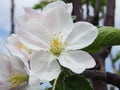 Blooming apple tree. Macro view white flowers. Spring nature landscape. Soft background. Apple trees flowers Royalty Free Stock Photo