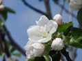 Blooming apple tree. Macro view white flowers. Spring nature landscape. Soft background. Apple trees flowers Royalty Free Stock Photo