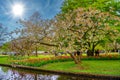 A blooming apple tree near the river in Keukenhof park, Lisse, Holland, Netherlands Royalty Free Stock Photo