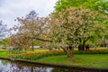 A blooming apple tree near the river in Keukenhof park, Lisse, Holland, Netherlands Royalty Free Stock Photo