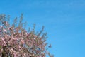 Blooming apple tree with pink blossoming branches in sunny day on spring against blue sky. Background with flowers in bloom Royalty Free Stock Photo