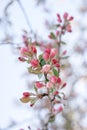 Blooming apple tree with pink blossoming branches in sunny day on spring against blue sky, soft focus. Background with flowers in Royalty Free Stock Photo