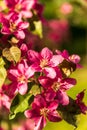 Blooming apple tree, pink flowers, against green background, s