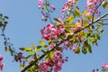 Blooming apple tree with pink flowers and green fresh leaves and buds is on a blue sky background in a park in spring Royalty Free Stock Photo