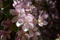 Blooming apple tree with pink flowers. Malus Niedzwetzkyana