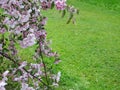 blooming apple tree, pink sakura on the background of a spring lawn Royalty Free Stock Photo