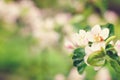 Blooming apple tree after the rain, pink flowers and leaves are covered with drops Royalty Free Stock Photo