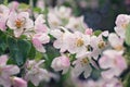 Blooming apple tree after the rain, pink flowers and leaves are covered with water drops, Shallow DOF Royalty Free Stock Photo