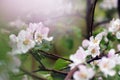 Blooming apple tree after the rain, pink flowers and leaves are covered with water drops, Shallow DOF, pink Royalty Free Stock Photo