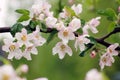 Blooming apple tree after the rain, pink flowers and leaves are covered with water drops, summer time Royalty Free Stock Photo