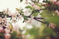 Blooming apple tree after the rain, pink flowers and leaves are covered with water drops, toning Royalty Free Stock Photo